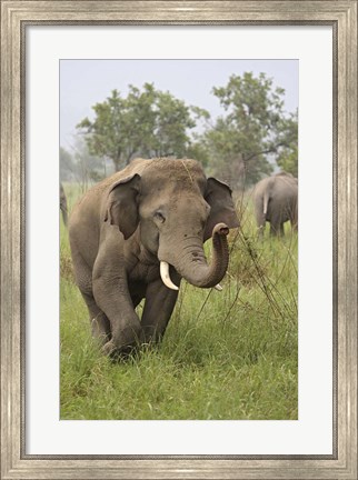 Framed Elephant Greeting, Corbett National Park, Uttaranchal, India Print