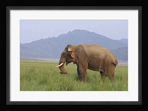 Framed Elephant in the grass, Corbett NP, Uttaranchal, India Print