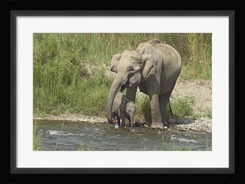 Framed Elephant on riverbank, Corbett NP, Uttaranchal, India Print