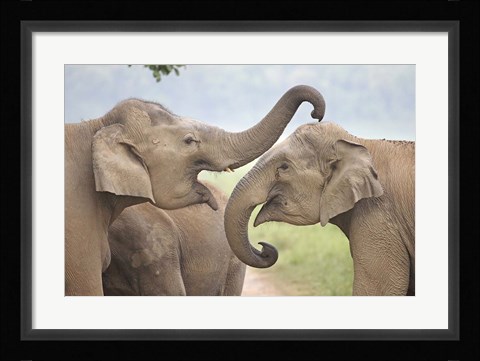 Framed Elephants Play Fighting, Corbett National Park, Uttaranchal, India Print