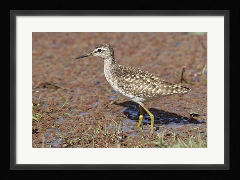 Framed Green Sandpiper, Ranthambhor National Park, India. Print