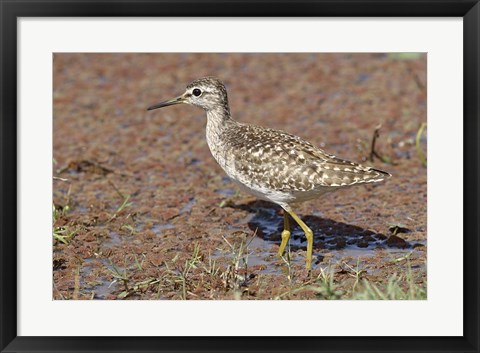 Framed Green Sandpiper, Ranthambhor National Park, India. Print