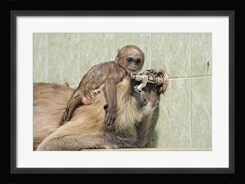 Framed Hanuman Langoor and young, Ranthambhor National Park, India Print