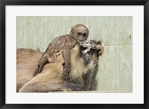 Framed Hanuman Langoor and young, Ranthambhor National Park, India Print