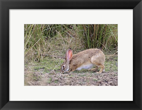 Framed Indian Hare wildlife, Ranthambhor NP, India Print