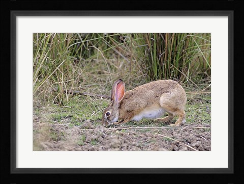 Framed Indian Hare wildlife, Ranthambhor NP, India Print