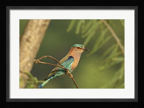 Framed Indian roller bird, Corbett NP, Uttaranchal, India Print