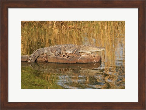 Framed Marsh Crocodile, Ranthambhor National Park, India Print