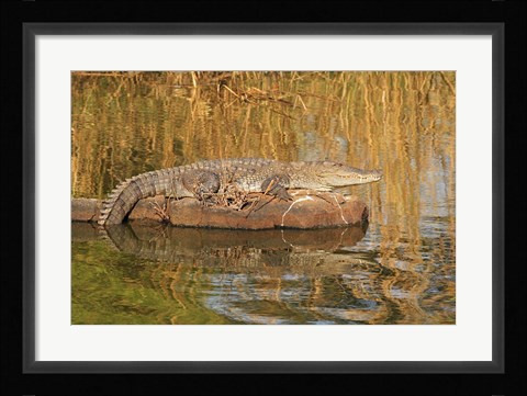Framed Marsh Crocodile, Ranthambhor National Park, India Print