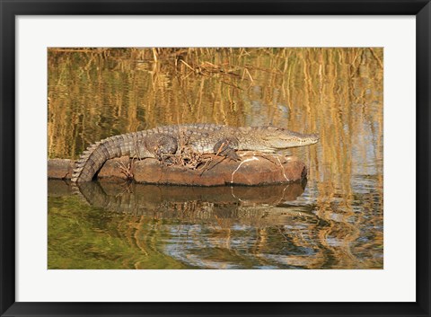 Framed Marsh Crocodile, Ranthambhor National Park, India Print