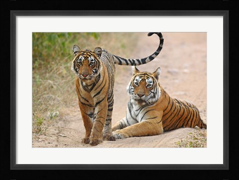 Framed Pair of Royal Bengal Tigers, Ranthambhor National Park, India Print