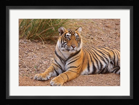 Framed Portrait of Royal Bengal Tiger, Ranthambhor National Park, India Print