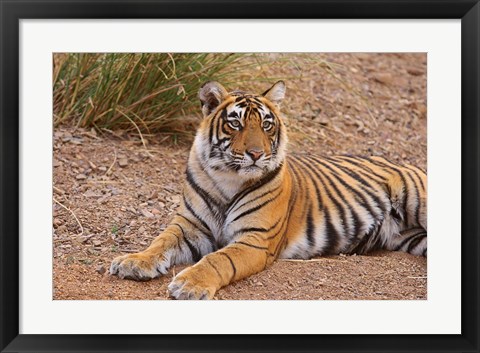 Framed Portrait of Royal Bengal Tiger, Ranthambhor National Park, India Print