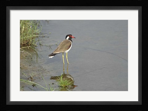 Framed Redwattled Lapwing bird, Corbett NP, India. Print