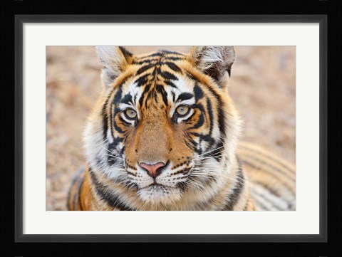 Framed Royal Bengal Tiger Head, Ranthambhor National Park, India Print