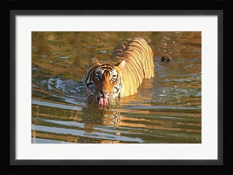 Framed Royal Bengal Tiger in the water, Ranthambhor National Park, India Print