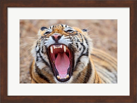 Framed Royal Bengal Tiger mouth, Ranthambhor National Park, India Print