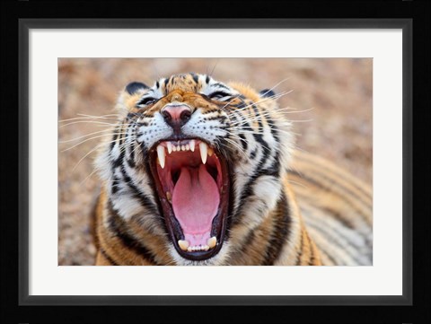 Framed Royal Bengal Tiger mouth, Ranthambhor National Park, India Print