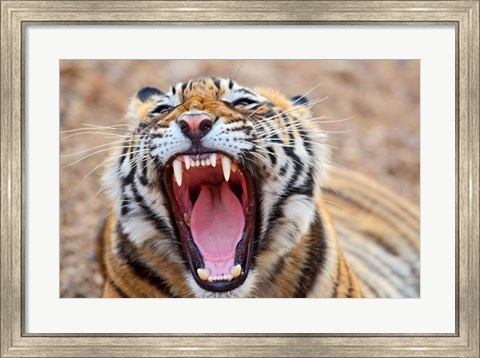 Framed Royal Bengal Tiger mouth, Ranthambhor National Park, India Print