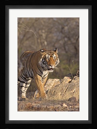 Framed Royal Bengal Tiger On The Move, Ranthambhor National Park, India Print