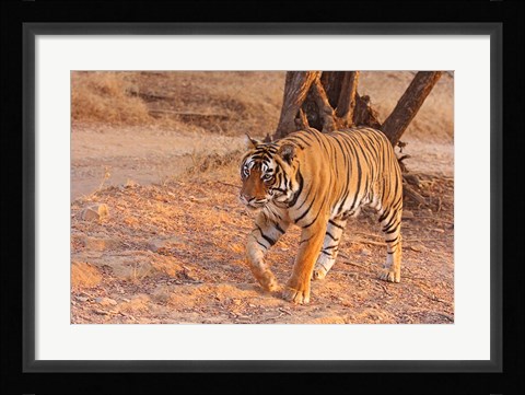 Framed Royal Bengal Tiger, India Print