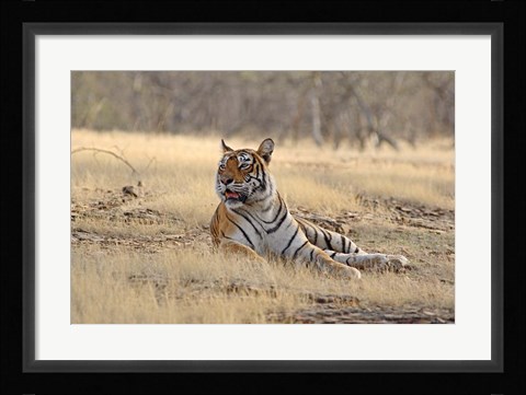 Framed Royal Bengal Tiger resting, India Print