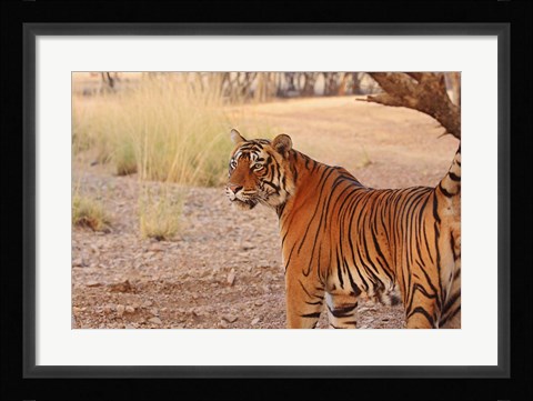 Framed Royal Bengal Tiger, Ranthambhor National Park, India Print
