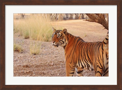 Framed Royal Bengal Tiger, Ranthambhor National Park, India Print