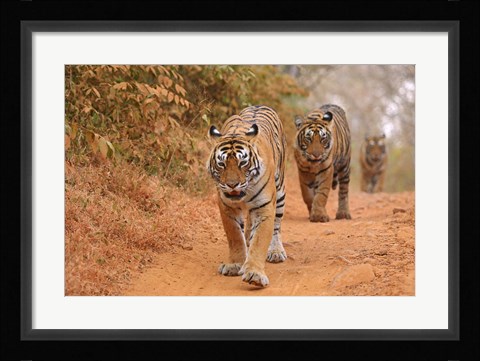 Framed Royal Bengal Tigers Along the Track, Ranthambhor National Park, India Print
