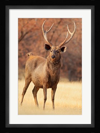 Framed Sambar Stag in Dry Grassland, Ranthambhor National Park, India Print