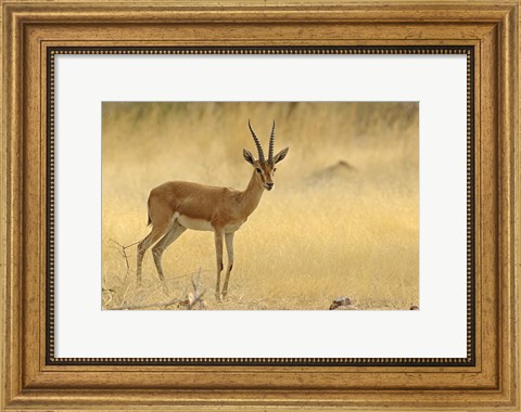 Framed Chinkara, Ranthambhor National Park, India Print