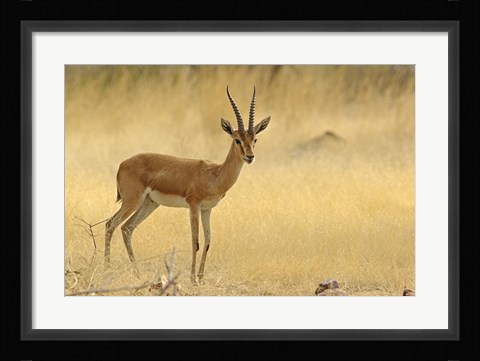 Framed Chinkara, Ranthambhor National Park, India Print