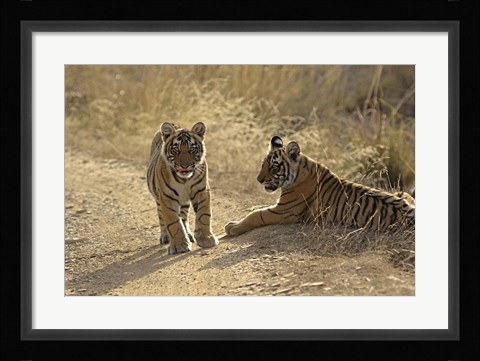 Framed Young Royal Bengal Tiger, Ranthambhor National Park, India Print