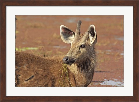 Framed Young Sambar stag, Ranthambhor National Park, India Print