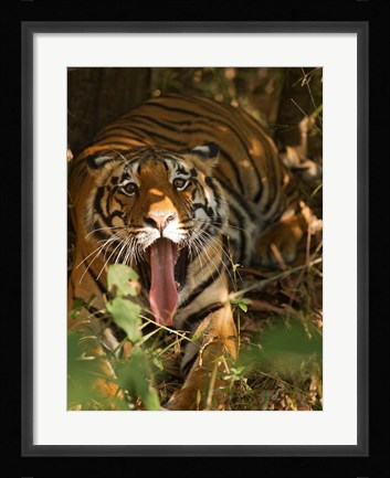 Framed Bengal Tiger, Madhya Pradesh, Bandhavgarh, India Print