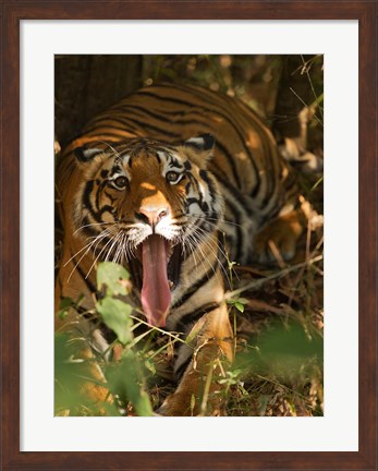 Framed Bengal Tiger, Madhya Pradesh, Bandhavgarh, India Print