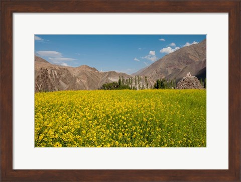 Framed Mustard flowers and mountains in Alchi, Ladakh, India Print