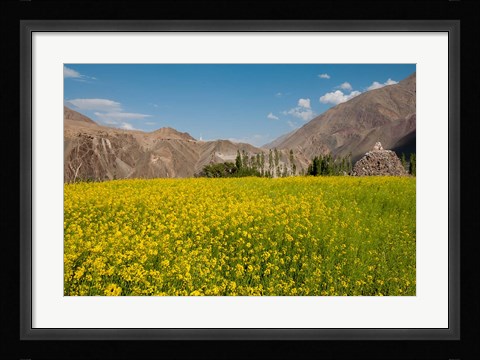Framed Mustard flowers and mountains in Alchi, Ladakh, India Print
