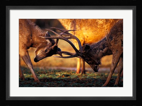 Framed Barasingha, Khana National Park, India Print