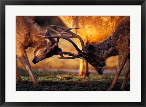 Framed Barasingha, Khana National Park, India Print