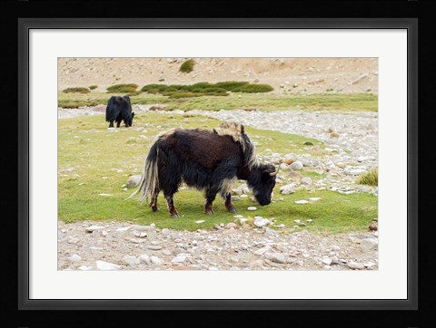 Framed India, Jammu and Kashmir, Ladakh, yaks eating grass on a dry creek bed Print