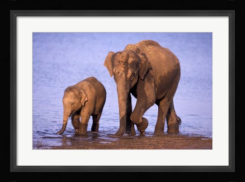 Framed Pair of Asian Elephants, Nagarhole National Park, India Print