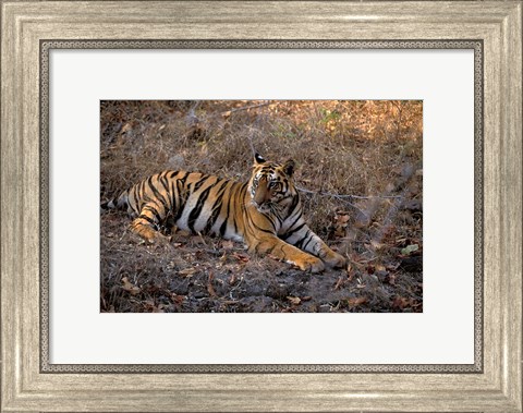 Framed Tiger in Ranthambore National Park, India Print