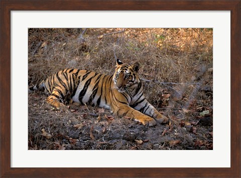 Framed Tiger in Ranthambore National Park, India Print
