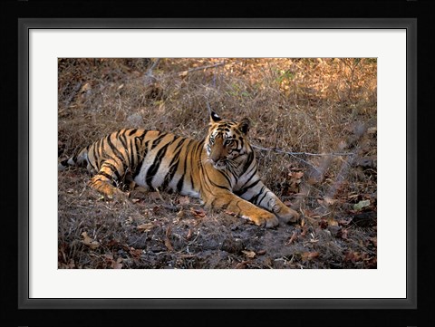 Framed Tiger in Ranthambore National Park, India Print