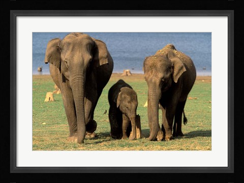 Framed Asian Elephant Family, Nagarhole National Park, India Print