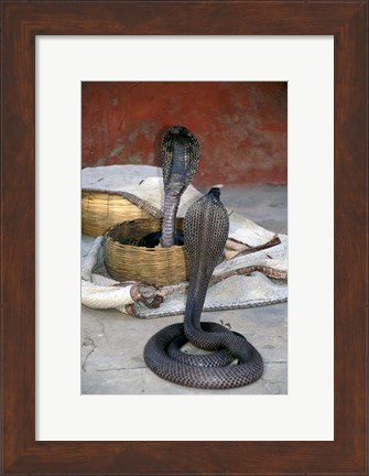 Framed Snake Charming, Oris, India Print
