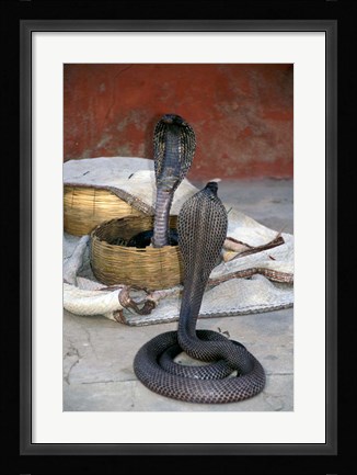 Framed Snake Charming, Oris, India Print
