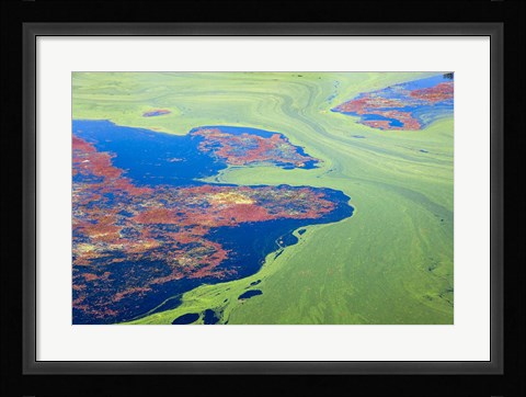 Framed Algae on the water, Indhar Lake, Udaipur, Rajasthan, India Print