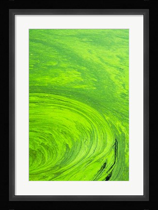 Framed Algae on water, Indhar Lake, Udaipur, Rajasthan, India Print